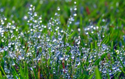 Dew Drops in the Grass