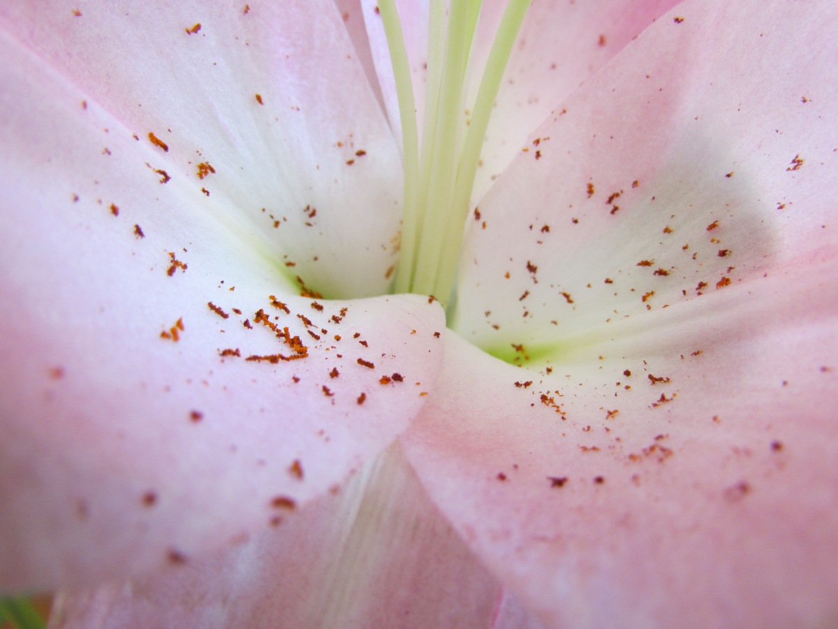 Macro photography of a lily.