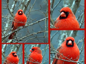 Make cardinal