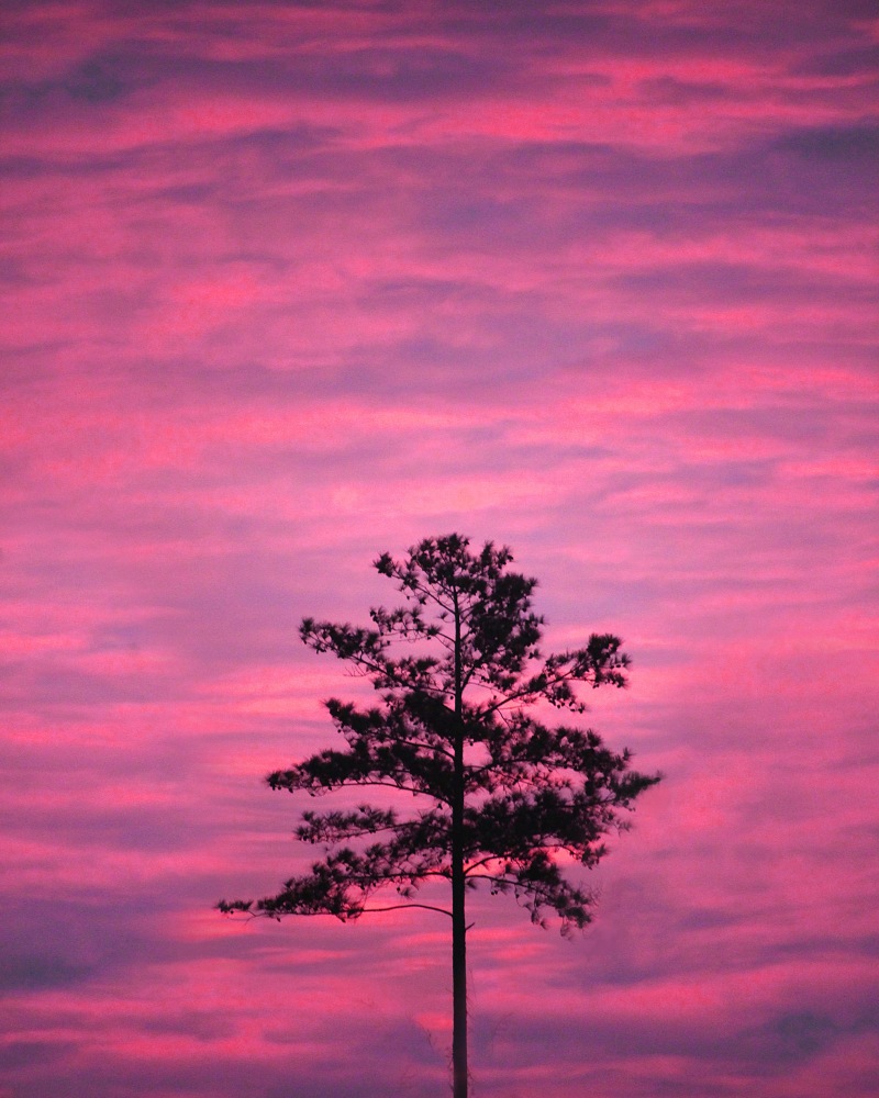 Lone tree at sunrise.