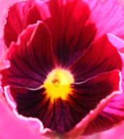 Macro nature photography of a pink pansy