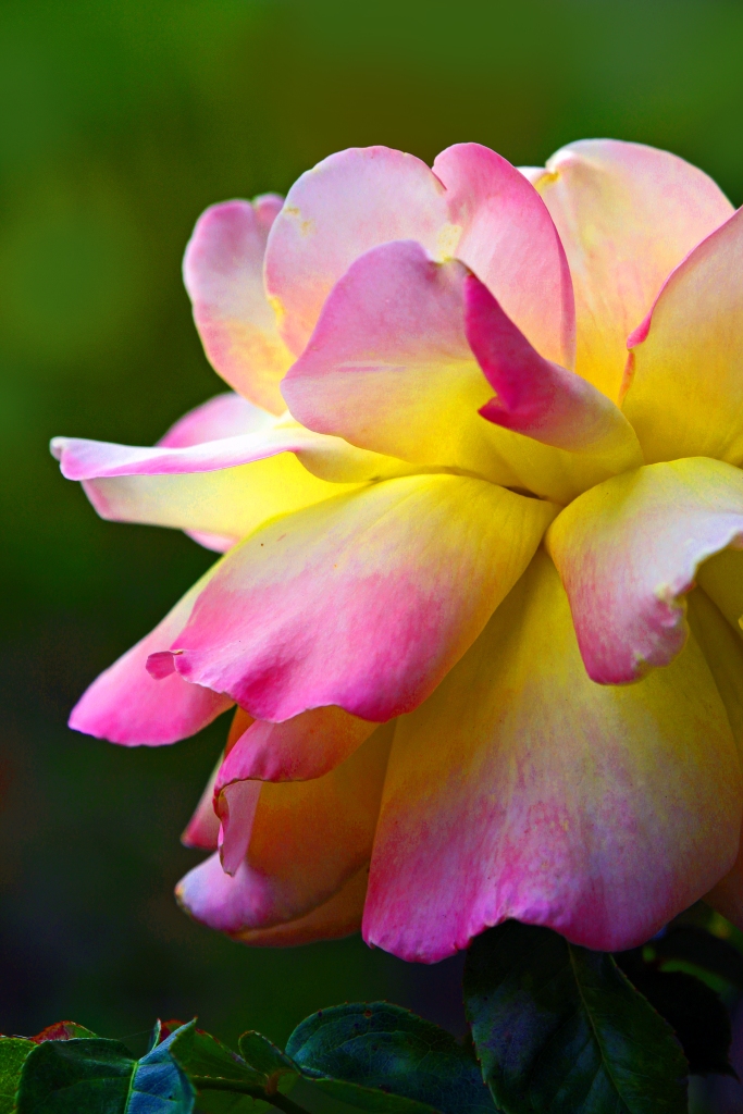 Nature photography of a pink and yellow rose.