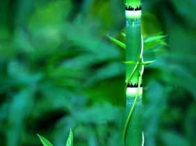 Nature Photography vine and bamboo