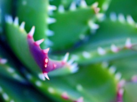 Macro nature photography of a succulent.