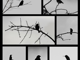 Gallery of silhouettes of lone birds.