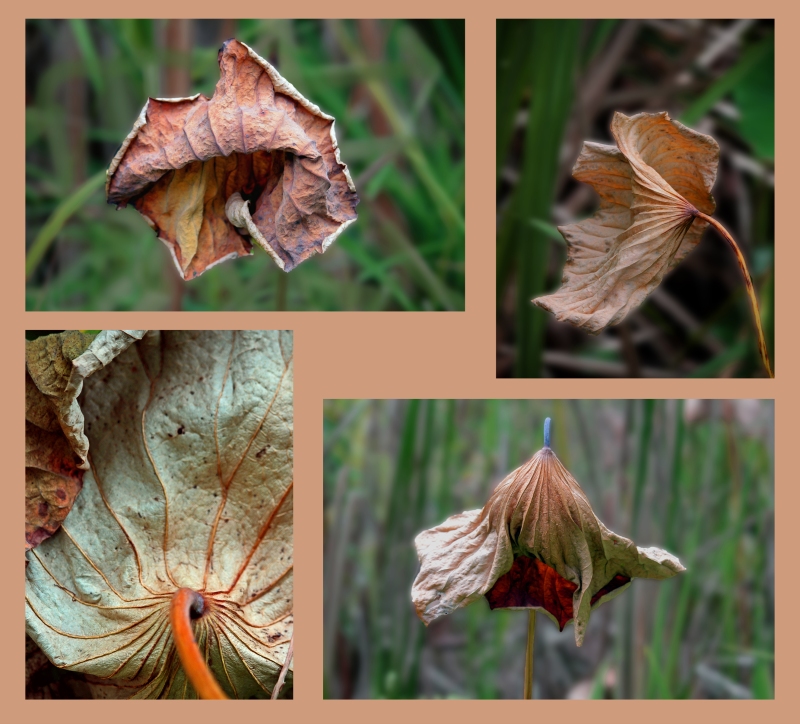 A collage of fading leaves.