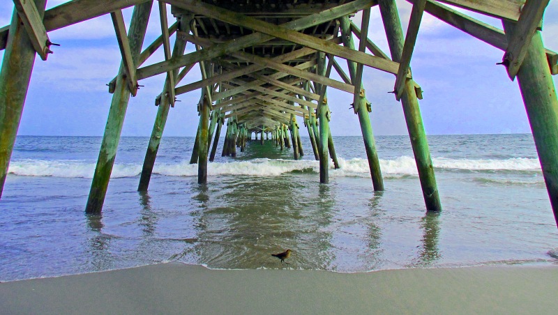 Seascape photography of a bird under a pier.