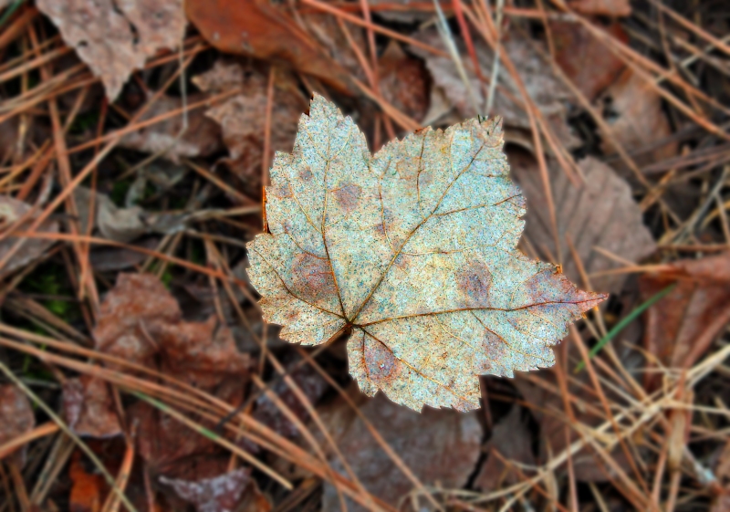 Macro nature photography of a pastel colored fall leaf.