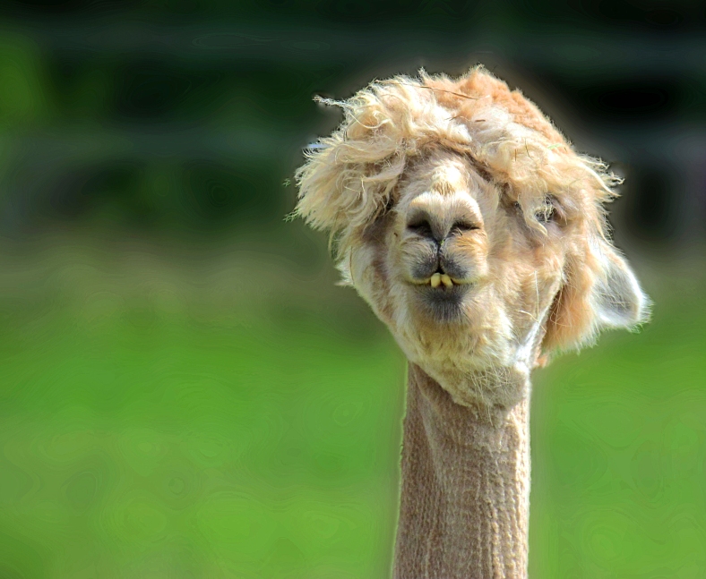 Nature photography of the face of an alpaca.