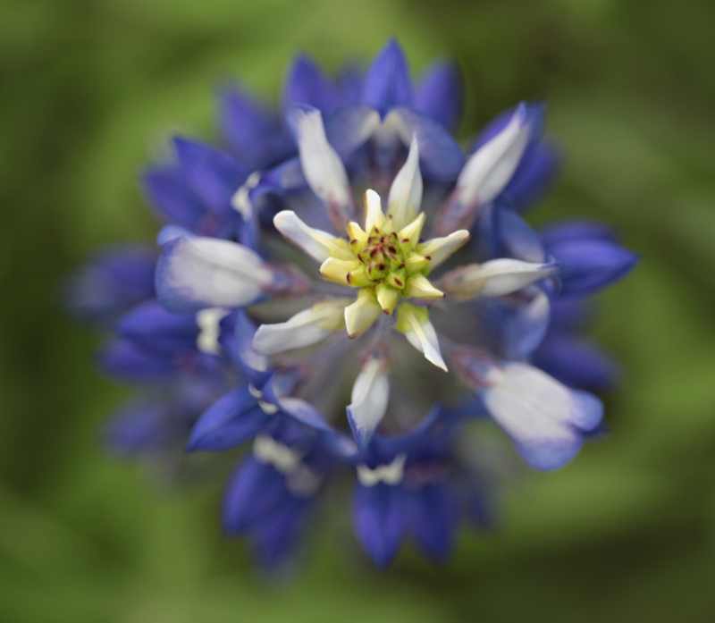 Floral nature photography of close up Blue Bonnet flower.