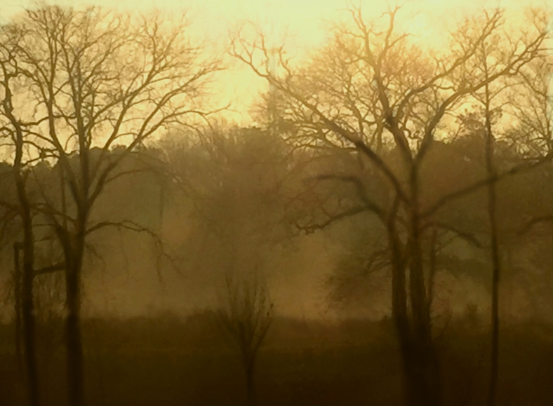 Landscape photography of a foggy morning and bare trees.