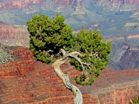 Landscape photography of a tree in the Grand Canyon.