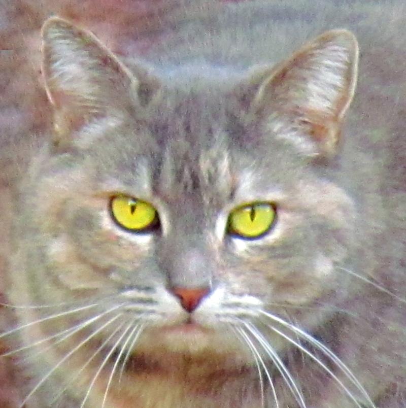 Close up animal photography of a gray cat with yellow eyes.