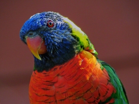 Wildlife photography of a face of a colorful parrot.