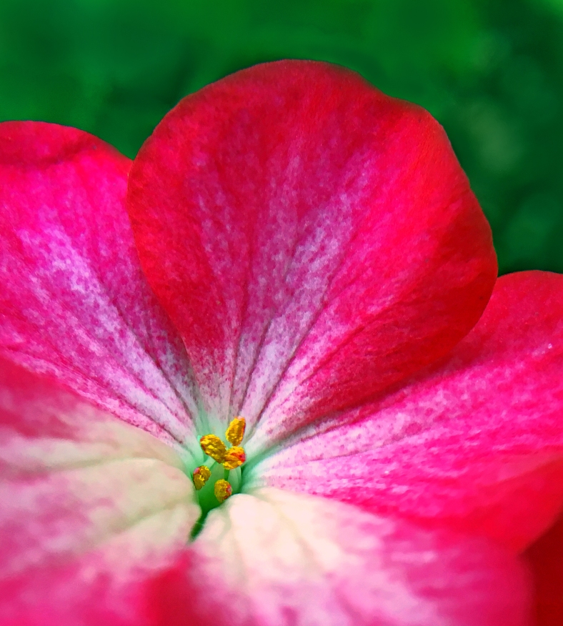 Macro floral photography of a pink vinca flower.