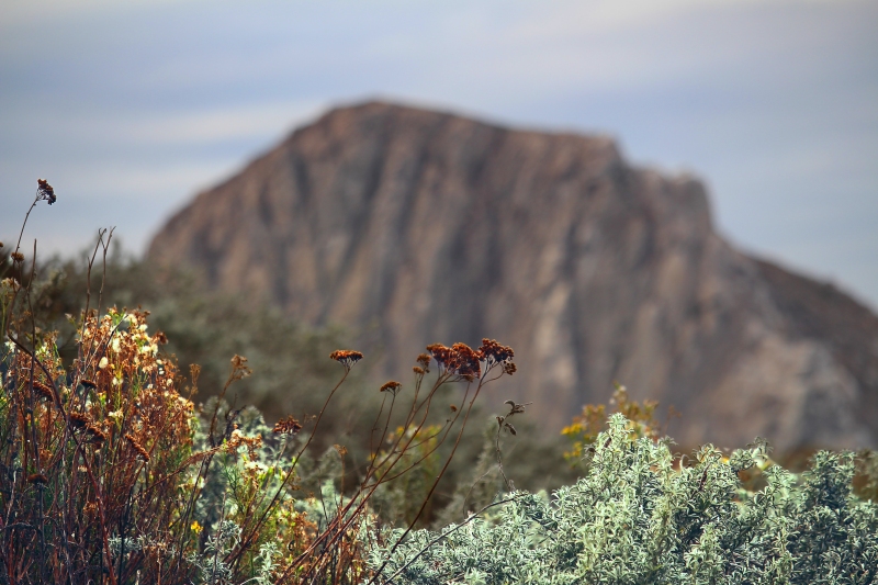 Landscape photography of peering through wildflowers and sage brush to Morro Rock.