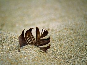 Macro nature photography of a brown feather partially buried in the sand.