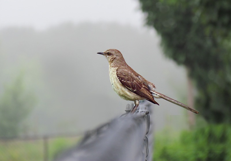 Wildlife bird photography of a mocking bird sitting on a fence on a foggy morning.