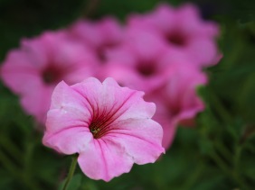 Close up floral photography of a pink petunia.
