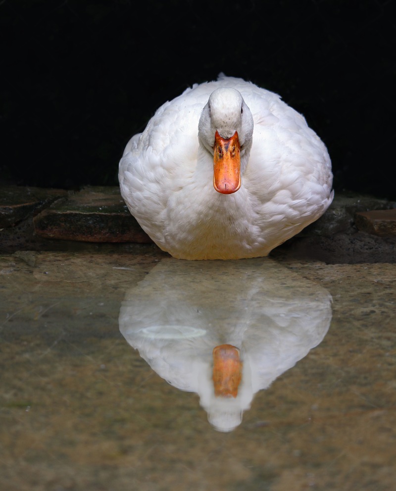 Bird photography of a white duck reflecting in the water.