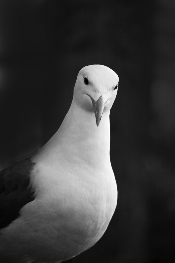 Black and white bird photography of a western gull from the Oregon coast.