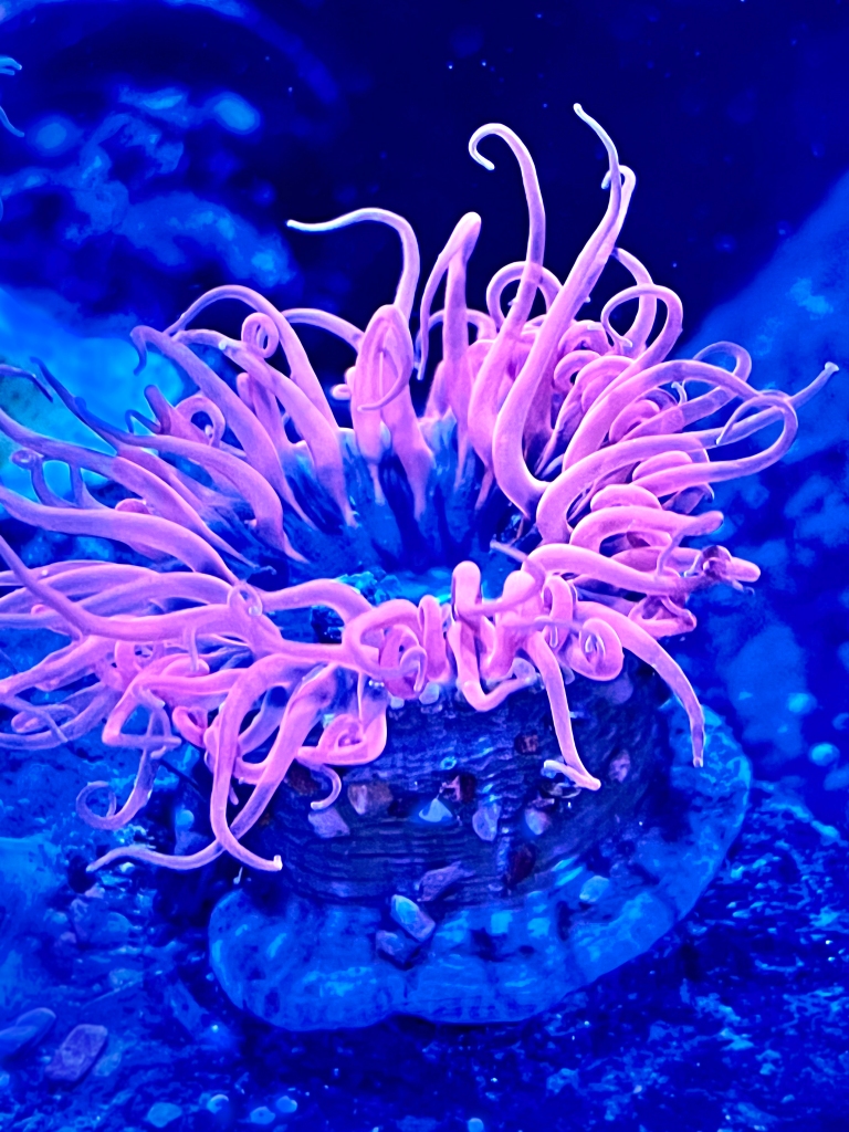Close up underwater photography of a pink and blue sea anemone.